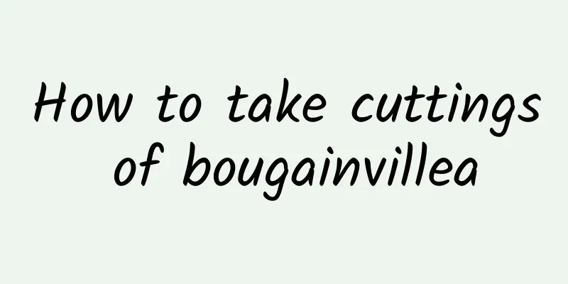 How to take cuttings of bougainvillea