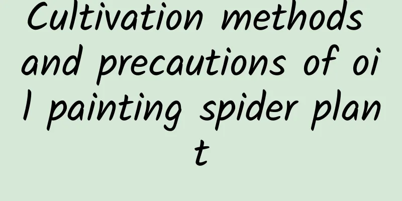Cultivation methods and precautions of oil painting spider plant