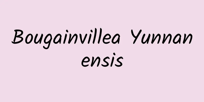 Bougainvillea Yunnanensis