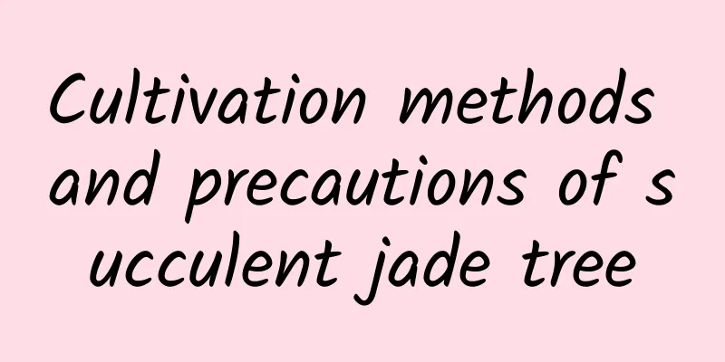 Cultivation methods and precautions of succulent jade tree