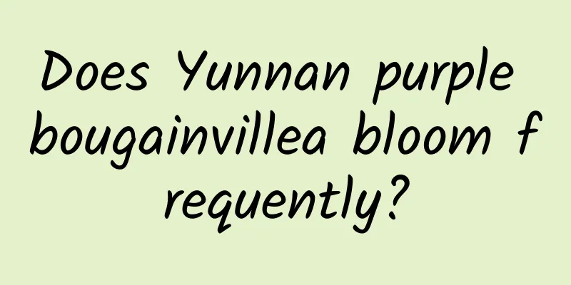 Does Yunnan purple bougainvillea bloom frequently?
