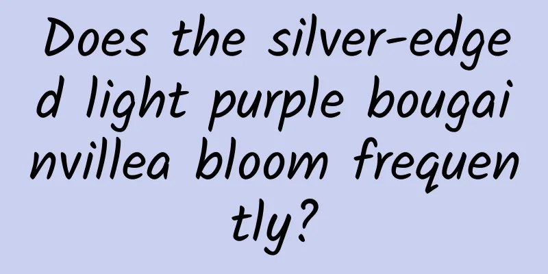 Does the silver-edged light purple bougainvillea bloom frequently?