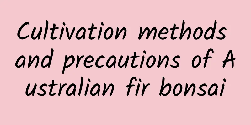 Cultivation methods and precautions of Australian fir bonsai