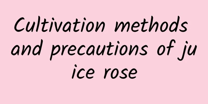 Cultivation methods and precautions of juice rose