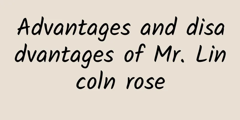Advantages and disadvantages of Mr. Lincoln rose