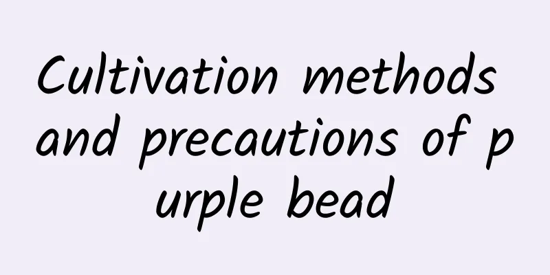 Cultivation methods and precautions of purple bead