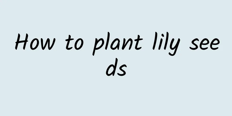 How to plant lily seeds