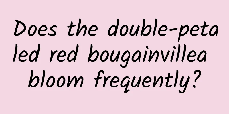 Does the double-petaled red bougainvillea bloom frequently?