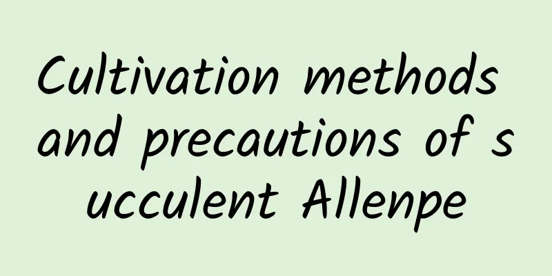 Cultivation methods and precautions of succulent Allenpe