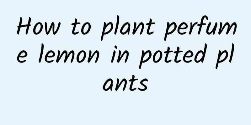 How to plant perfume lemon in potted plants