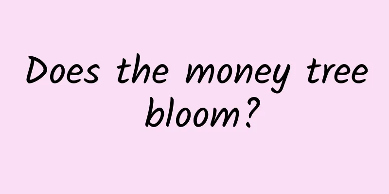 Does the money tree bloom?