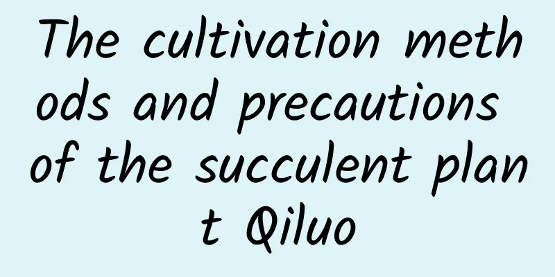 The cultivation methods and precautions of the succulent plant Qiluo
