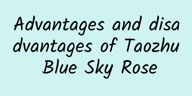 Advantages and disadvantages of Taozhu Blue Sky Rose