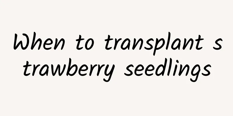 When to transplant strawberry seedlings