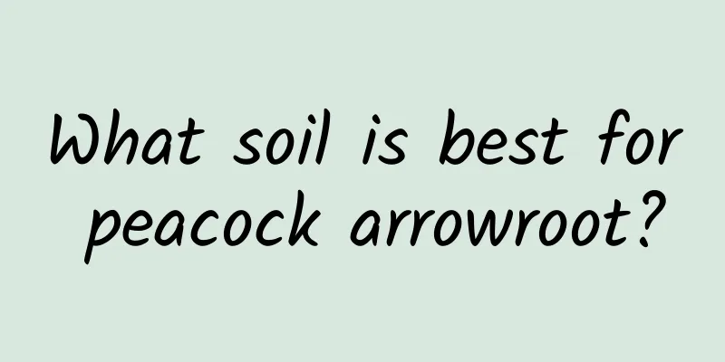 What soil is best for peacock arrowroot?