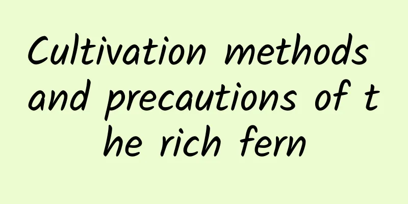 Cultivation methods and precautions of the rich fern