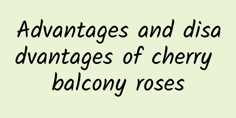 Advantages and disadvantages of cherry balcony roses