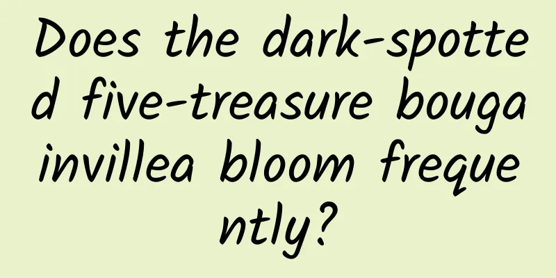 Does the dark-spotted five-treasure bougainvillea bloom frequently?