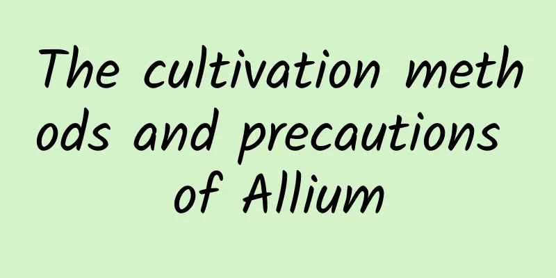 The cultivation methods and precautions of Allium