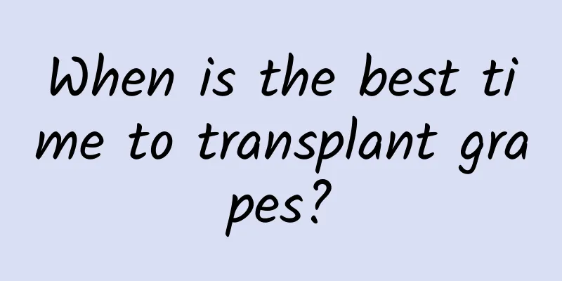 When is the best time to transplant grapes?