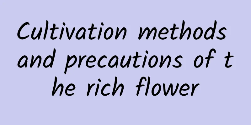 Cultivation methods and precautions of the rich flower