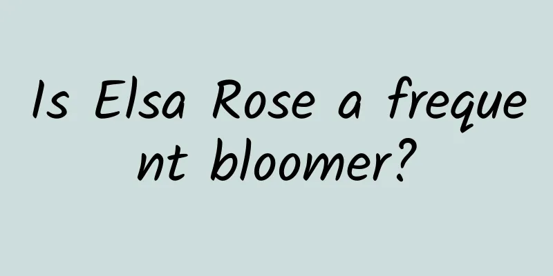 Is Elsa Rose a frequent bloomer?