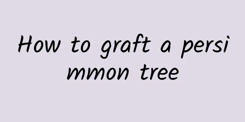 How to graft a persimmon tree