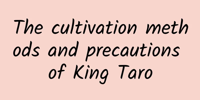 The cultivation methods and precautions of King Taro