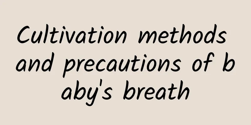 Cultivation methods and precautions of baby's breath