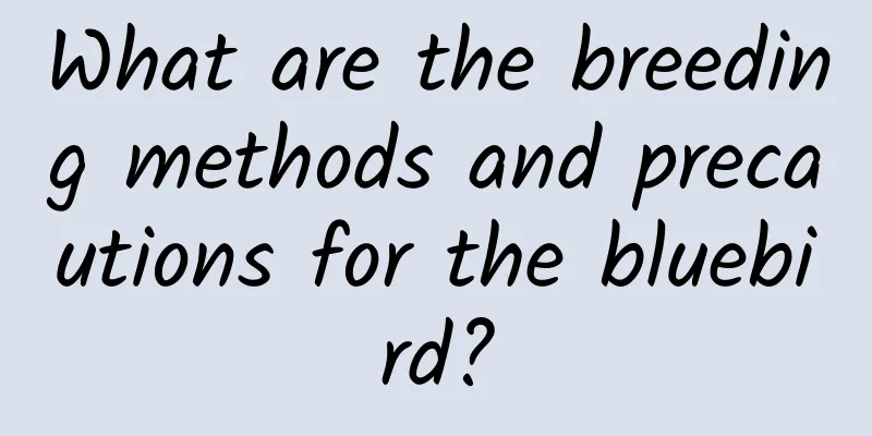 What are the breeding methods and precautions for the bluebird?