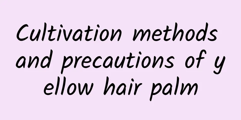 Cultivation methods and precautions of yellow hair palm