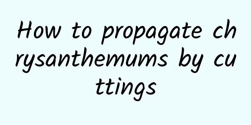 How to propagate chrysanthemums by cuttings