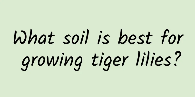 What soil is best for growing tiger lilies?