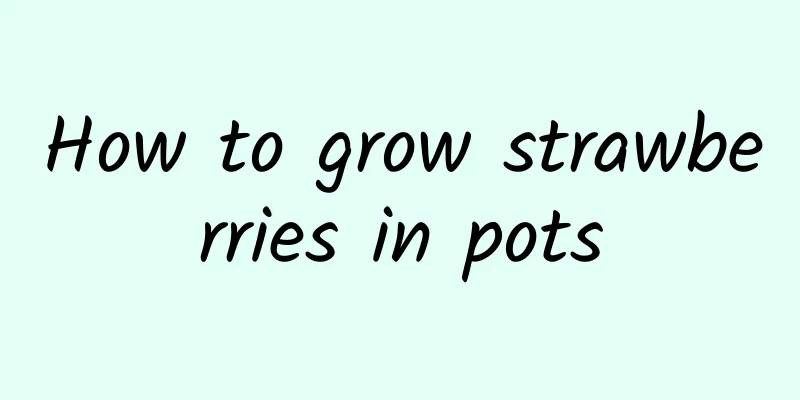 How to grow strawberries in pots