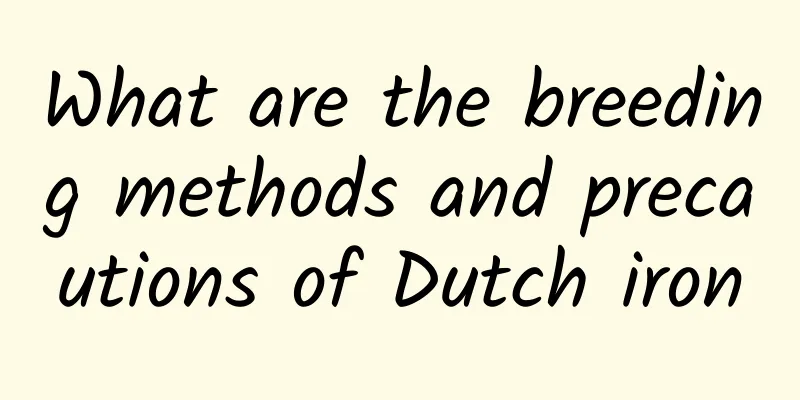 What are the breeding methods and precautions of Dutch iron