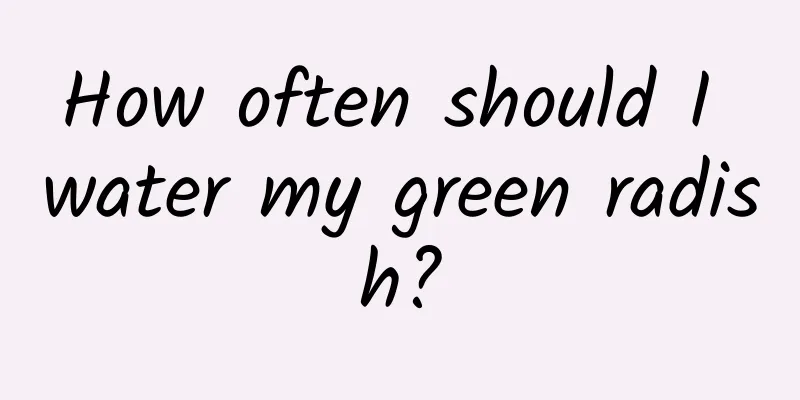 How often should I water my green radish?