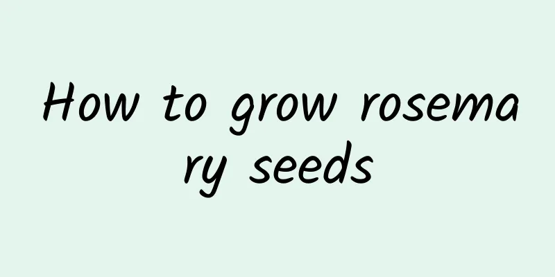 How to grow rosemary seeds