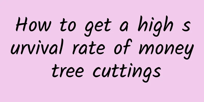 How to get a high survival rate of money tree cuttings