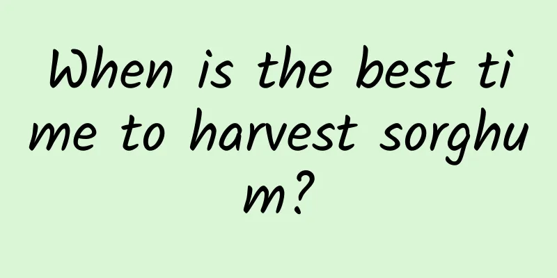 When is the best time to harvest sorghum?