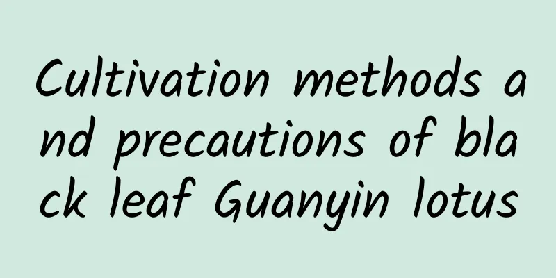 Cultivation methods and precautions of black leaf Guanyin lotus