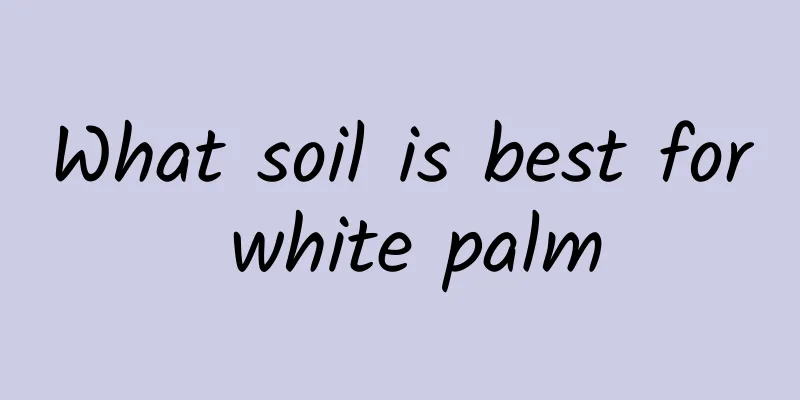 What soil is best for white palm