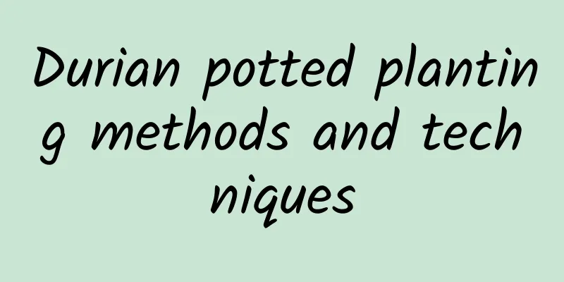 Durian potted planting methods and techniques