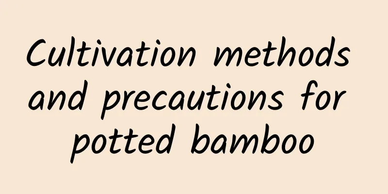 Cultivation methods and precautions for potted bamboo