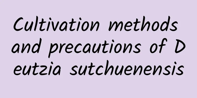 Cultivation methods and precautions of Deutzia sutchuenensis