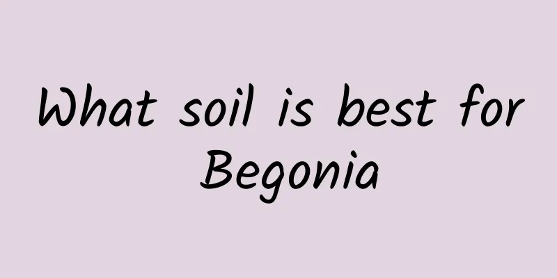 What soil is best for Begonia