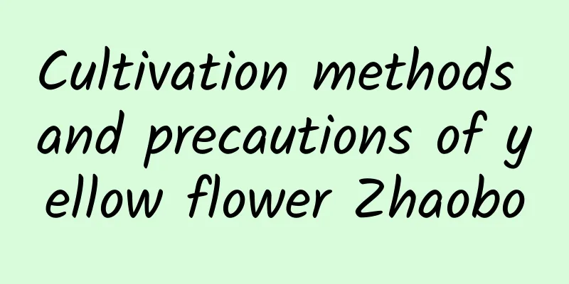 Cultivation methods and precautions of yellow flower Zhaobo