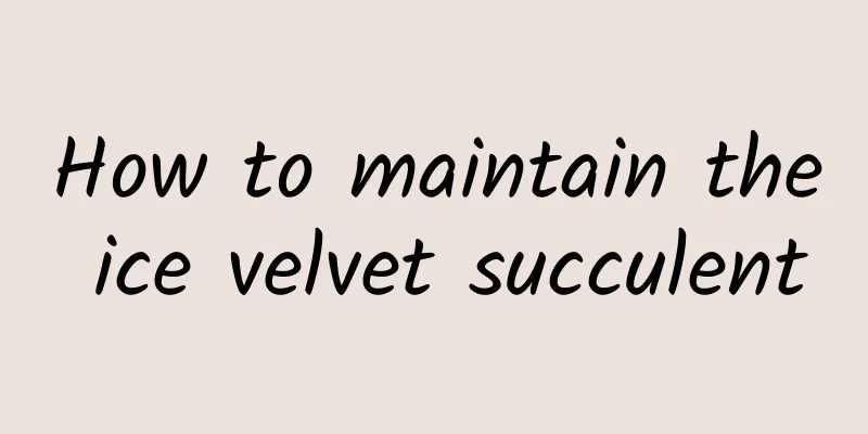 How to maintain the ice velvet succulent