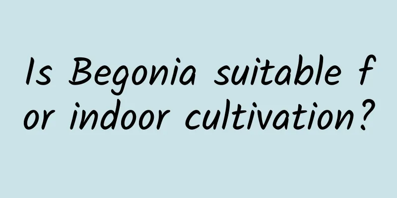 Is Begonia suitable for indoor cultivation?