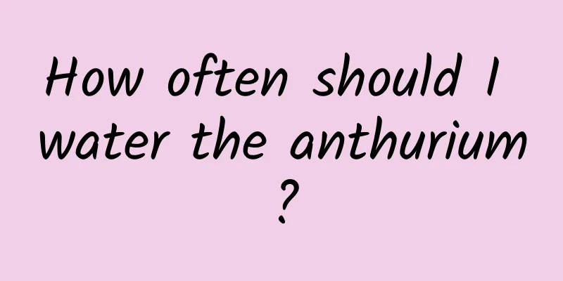 How often should I water the anthurium?