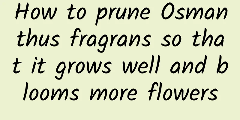 How to prune Osmanthus fragrans so that it grows well and blooms more flowers